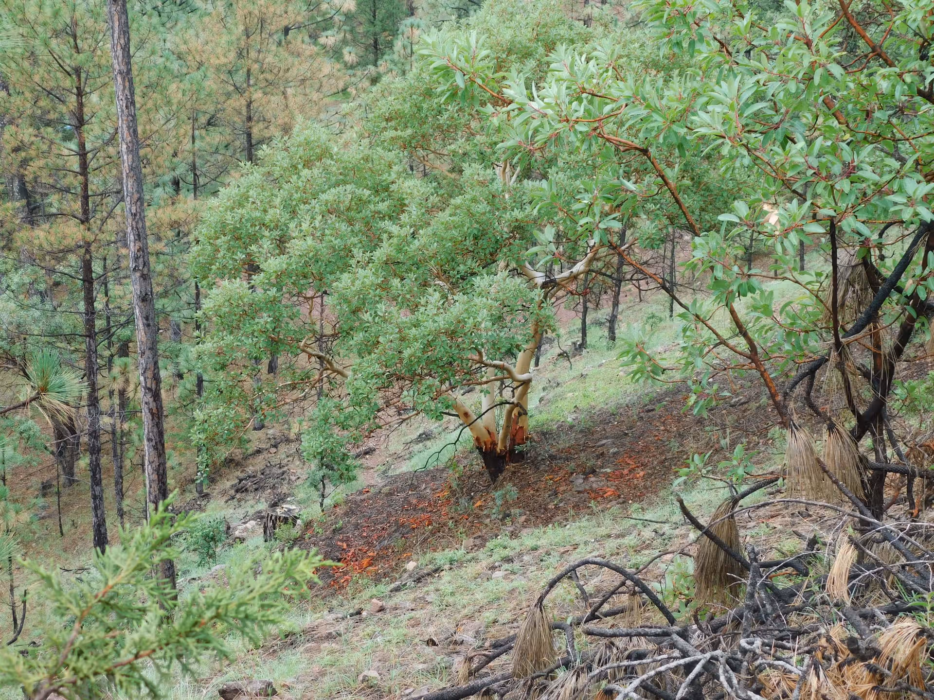 Visiter la forêt du Gâvre : une immersion grandeur nature à deux pas de Nantes 124 Visiter la forêt du Gâvre : une immersion grandeur nature à deux pas de Nantes